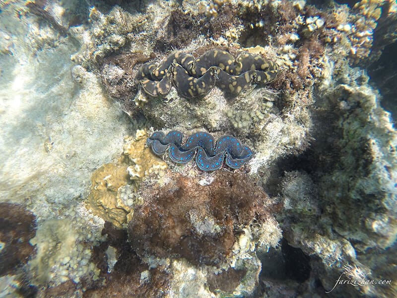 coral-pulau-perhentian