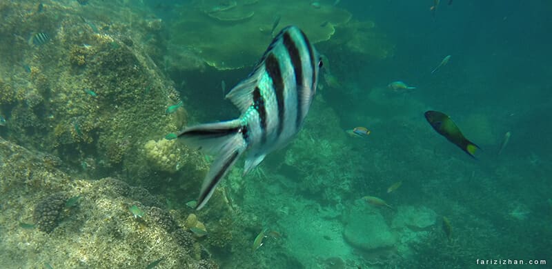 fish-perhentian-island