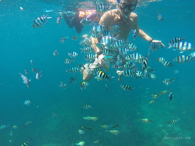 snorkeling-fish-underwater-perhentian-island