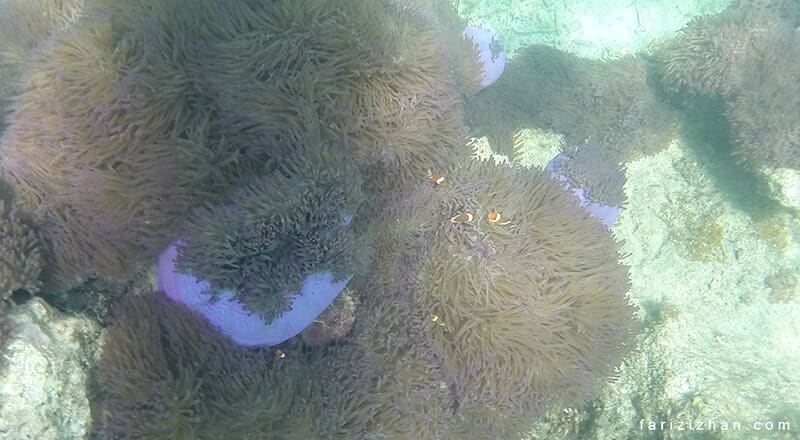 underwater-pulau-perhentian
