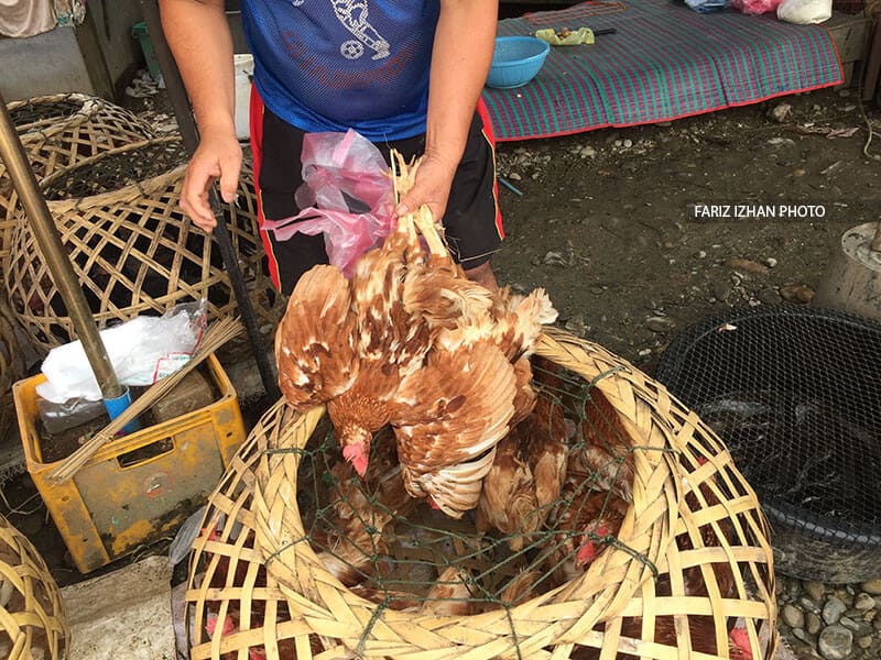 beli-ayam-kat-pasar