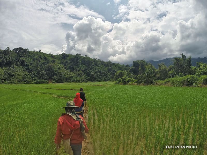 padi-laos-banthamtai-gopro